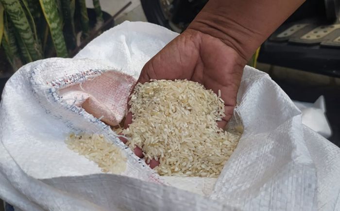 Beras Bantuan Kemensos Melalui Bulog Tak layak Konsumsi, Warga Segobang Banyuwangi Mengeluh Beras Bantuan Kemensos Melalui Bulog Tak layak Konsumsi, Warga Segobang Banyuwangi Mengeluh