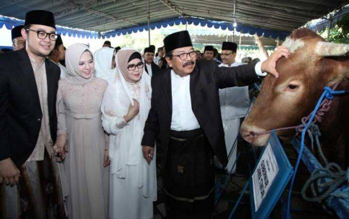 Ini Sapi Kurban Pakde Karwo yang Seberat 1 Ton itu Ini Sapi Kurban Pakde Karwo yang Seberat 1 Ton itu