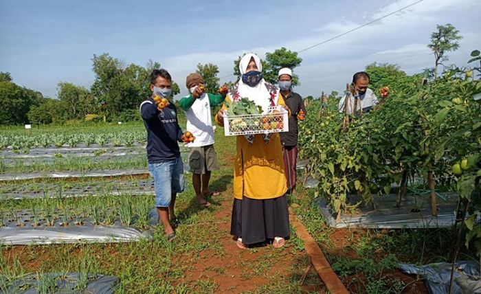 PHE WMO Sulap Lahan Tandus Jadi Lahan Subur Penghasil Tanaman Hortikultura