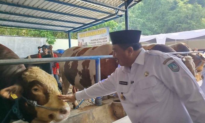 Pemkab Jombang Pastikan Hewan Kurban di Sejumlah Peternak Aman dan Sehat Pemkab Jombang Pastikan Hewan Kurban di Sejumlah Peternak Aman dan Sehat