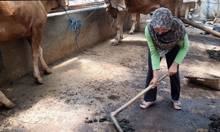 Di Kediri, ​Kotoran Sapi Disulap Jadi Energi Biogas dan Pupuk Slurury