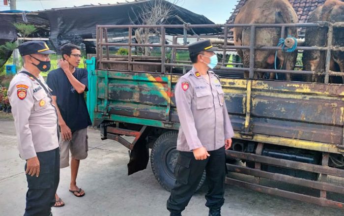 Saat Memeriksa Hewan Ternak di Perbatasan Wilayah, Polsek Kunjang Kediri Temukan ini Saat Memeriksa Hewan Ternak di Perbatasan Wilayah, Polsek Kunjang Kediri Temukan ini
