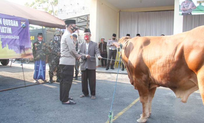 Kapolres Ngawi Salurkan 5 Sapi dan 33 Kambing Kurban Sumbangan dari Kapolda Jatim