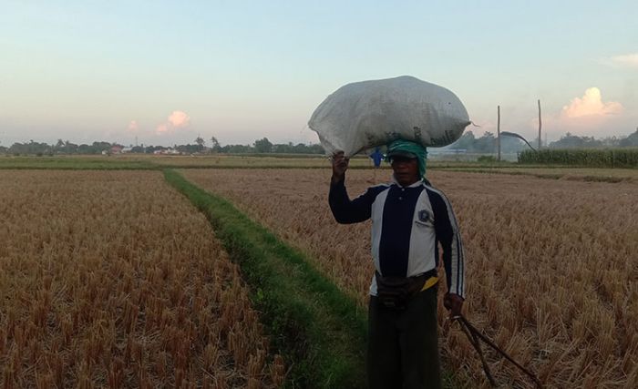 Harga Gabah Anjlok, Petani Minta Bupati Situbondo Turun Tangan Harga Gabah Anjlok, Petani Minta Bupati Situbondo Turun Tangan