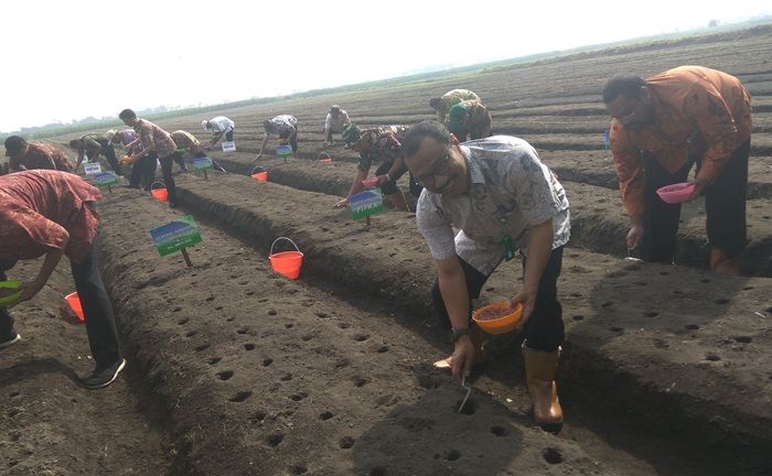 Dukung Swasembada, PTPN X Tanam Kedelai di Lahan HGU Djengkol Kediri