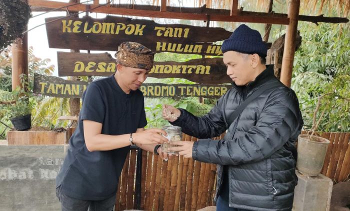 Bunga Edelweiss di Lereng Gunung Kelud Kediri Bisa Dibudidayakan