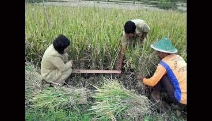 Sumenep Kekurangan Tenaga Penyuluh Pertanian