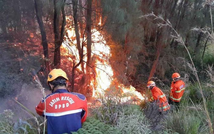 Kawasan Gunung Bromo Kembali Terbakar, TRC BPBD Jatim Langsung Berjibaku Padamkan Api Kawasan Gunung Bromo Kembali Terbakar, TRC BPBD Jatim Langsung Berjibaku Padamkan Api