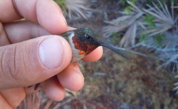 Burung Hummingbird Ruby, Sekali Terbang Tempuh Jarak 2.200 km