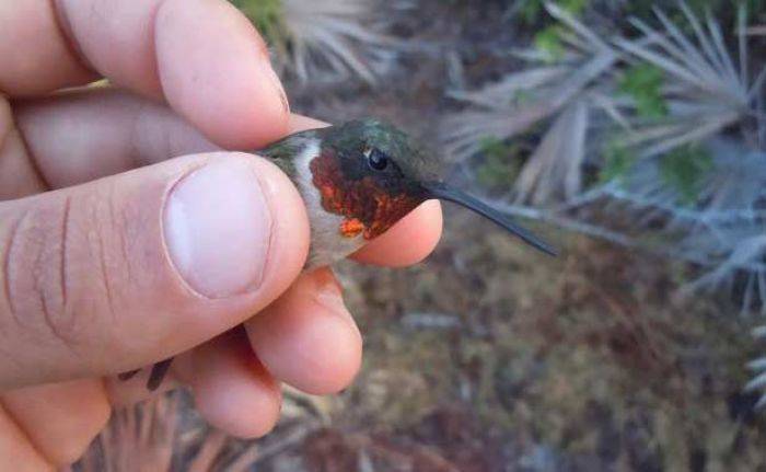 Burung Hummingbird Ruby, Sekali Terbang Tempuh Jarak 2.200 km Burung Hummingbird Ruby, Sekali Terbang Tempuh Jarak 2.200 km