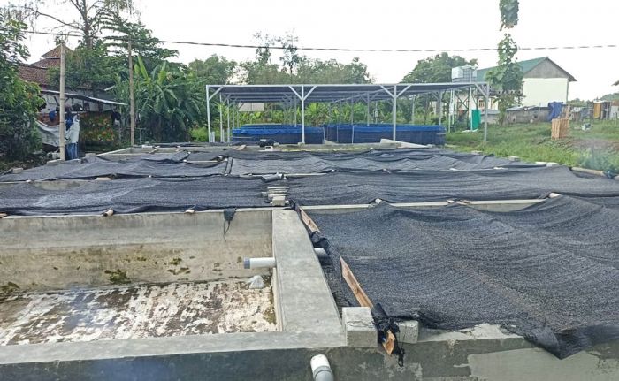 Ponpes Attahdzib Jombang Sukses Pijahkan Ikan Bawal, Satu-satunya di Indonesia Ponpes Attahdzib Jombang Sukses Pijahkan Ikan Bawal, Satu-satunya di Indonesia