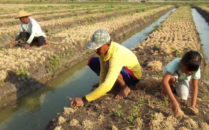 Ratusan Hektar Bawang Merah di Nganjuk Alami Puso, Disperta dan Penjual Obat Hama Ratusan Hektar Bawang Merah di Nganjuk Alami Puso, Disperta dan Penjual Obat Hama