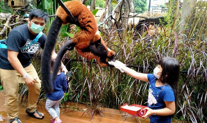 Menikmati Serunya Memberi Makan Lemur di Batu Secret Zoo Jatim Park 2 Menikmati Serunya Memberi Makan Lemur di Batu Secret Zoo Jatim Park 2