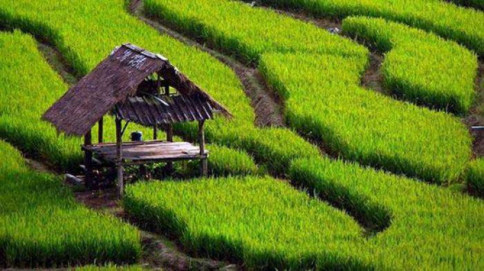 Petani Lamongan segera Nikmati Asuransi Pertanian Petani Lamongan segera Nikmati Asuransi Pertanian
