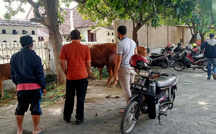 Beraksi di 5 TKP Berbeda, 2 Pencuri Sapi dan Penadah Ditangkap Polres Probolinggo Kota Beraksi di 5 TKP Berbeda, 2 Pencuri Sapi dan Penadah Ditangkap Polres Probolinggo Kota