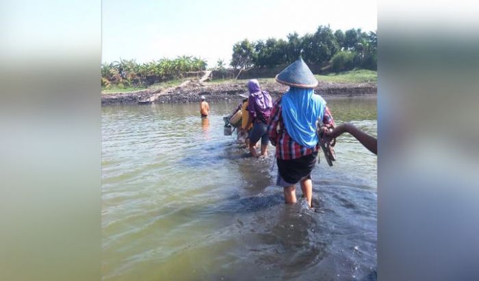 Sungai Bengawan Solo Mengering, Warga Baron Gresik Bisa Menyeberang dengan Jalan Kaki