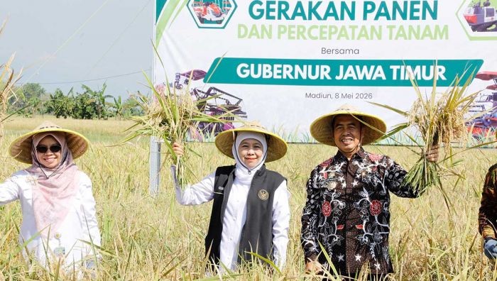 Jawa Timur Jadi Produsen Padi Terbesar Nasional 2026
