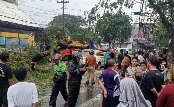 Pohon Tumbang di Nginden Surabaya Timpa 2 Mobil, 2 Orang Luka-Luka Pohon Tumbang di Nginden Surabaya Timpa 2 Mobil, 2 Orang Luka-Luka