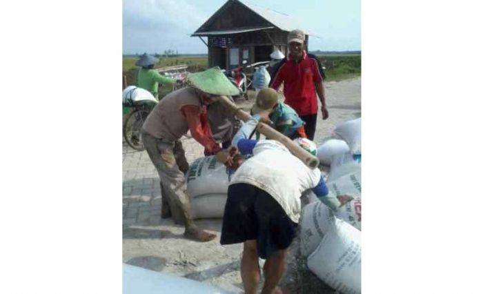 Harga Gabah di Bojonegoro Turun, Petani Resah