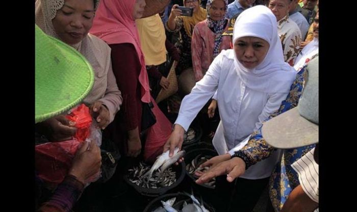 Harga Ikan Anjlok, Khofifah Jajaki Ekspor Ikan Lamongan ke Panama Harga Ikan Anjlok, Khofifah Jajaki Ekspor Ikan Lamongan ke Panama