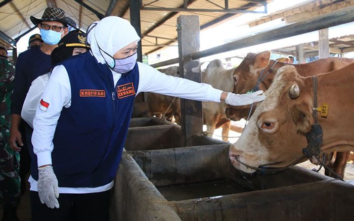 Pemprov Jatim Siapkan 1.276 Juru Sembelih Halal saat Iduladha 1443 H Pemprov Jatim Siapkan 1.276 Juru Sembelih Halal saat Iduladha 1443 H