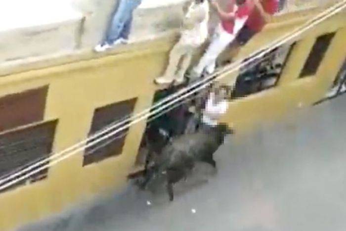 Seorang Ibu Tewas Diseruduk Banteng di Depan Suami dan Anak Seorang Ibu Tewas Diseruduk Banteng di Depan Suami dan Anak