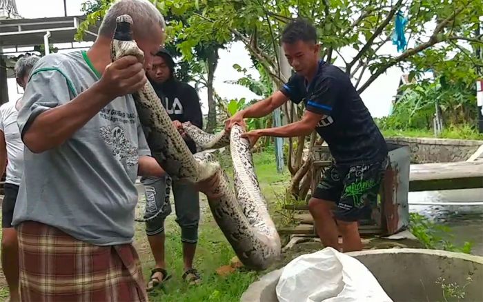 Sering Mangsa Unggas Milik Warga, Ular Piton Sepanjang 5 Meter di Pasuruan Ditangkap Sering Mangsa Unggas Milik Warga, Ular Piton Sepanjang 5 Meter di Pasuruan Ditangkap