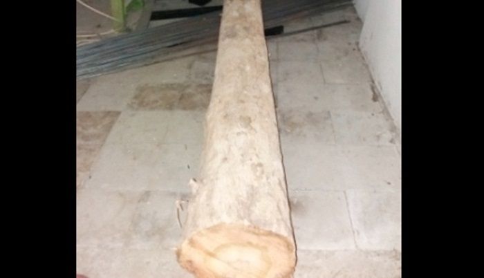 Terhimpit Ekonomi, Seorang Kakek Nekat Curi Kayu Jati di Hutan Ngawi Terhimpit Ekonomi, Seorang Kakek Nekat Curi Kayu Jati di Hutan Ngawi