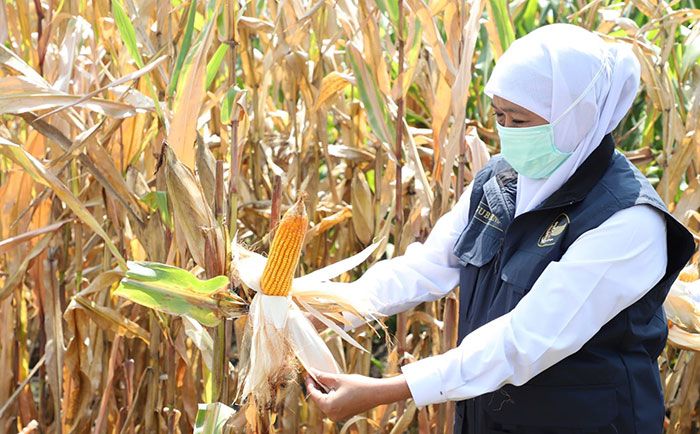 Jaga Ketahanan Pangan, Gubernur Khofifah Dorong Perkembangan Food Estate Jaga Ketahanan Pangan, Gubernur Khofifah Dorong Perkembangan Food Estate