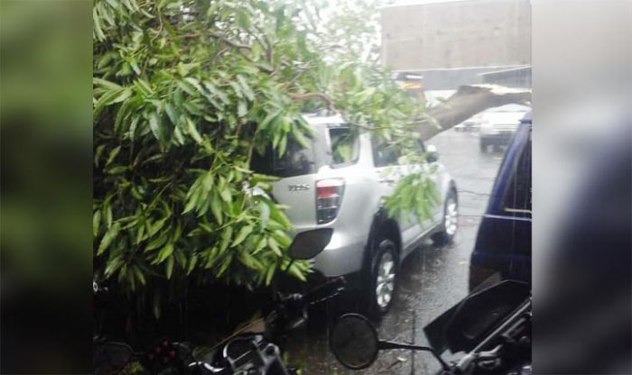 Badai Kembali Porak Porandakan Ngawi: Pohon Bertumbangan, Sejumlah Rumah dan Kantor Rusak Badai Kembali Porak Porandakan Ngawi: Pohon Bertumbangan, Sejumlah Rumah dan Kantor Rusak