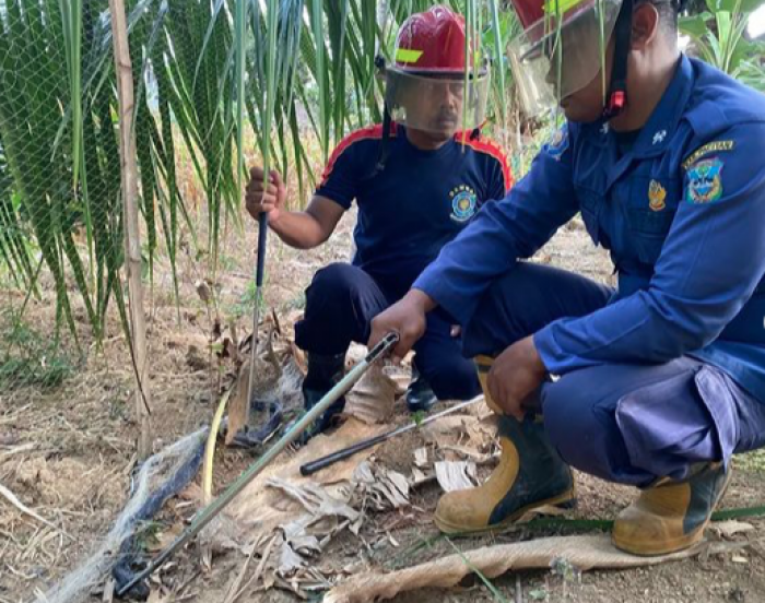Siswa SMP di Pacitan Terkena Bisa Ular Kobra Sepanjang 1,3 Meter Siswa SMP di Pacitan Terkena Bisa Ular Kobra Sepanjang 1,3 Meter