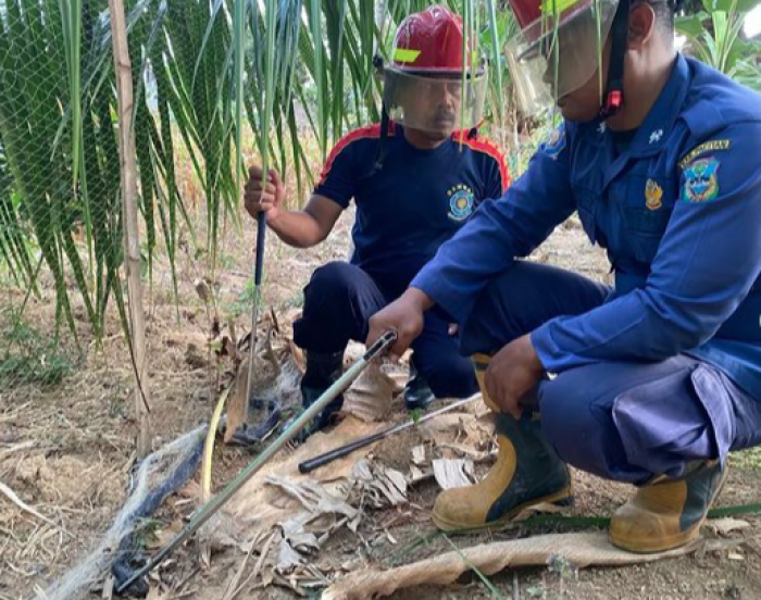 Siswa SMP di Pacitan Terkena Bisa Ular Kobra Sepanjang 1,3 Meter