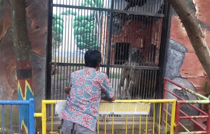 Anggaran untuk Pakan Singa Afrika di Taman Wisata Studi Lingkungan Probolinggo, Dipastikan Aman Anggaran untuk Pakan Singa Afrika di Taman Wisata Studi Lingkungan Probolinggo, Dipastikan Aman