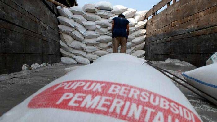 Dinas Pertanian Jember Janji Segera Tindaklanjuti Kelangkaan Pupuk Subsidi Dinas Pertanian Jember Janji Segera Tindaklanjuti Kelangkaan Pupuk Subsidi