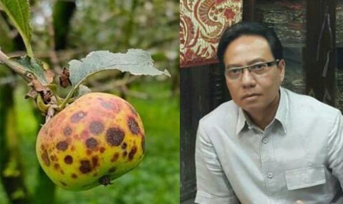 Buah Apel Diserang Mata Ayam, Dinas Pertanian Lakukan Pendampingan Petani Buah Apel Diserang Mata Ayam, Dinas Pertanian Lakukan Pendampingan Petani