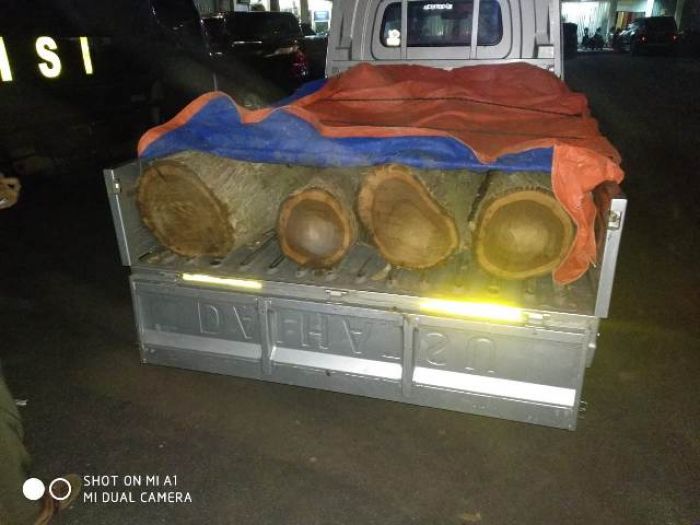 Lebaran, Tiga Pria Jember Ditangkap karena Curi Kayu Jati Lebaran, Tiga Pria Jember Ditangkap karena Curi Kayu Jati