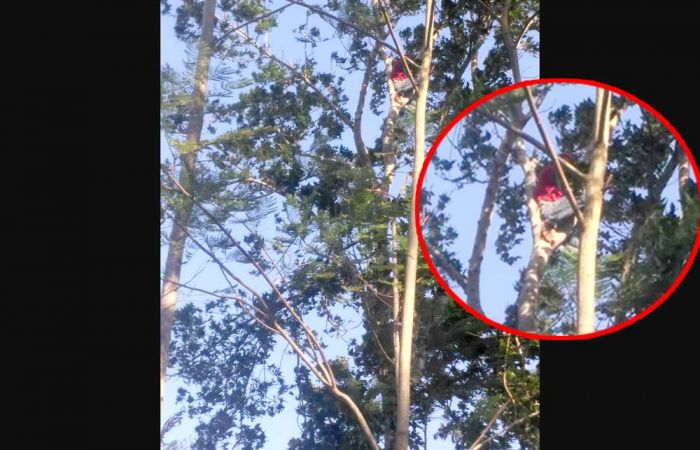 Takut Ditangkap Polisi, Seorang Pemuda di Pacitan Nekat Panjat Pohon Setinggi 12 Meter Takut Ditangkap Polisi, Seorang Pemuda di Pacitan Nekat Panjat Pohon Setinggi 12 Meter