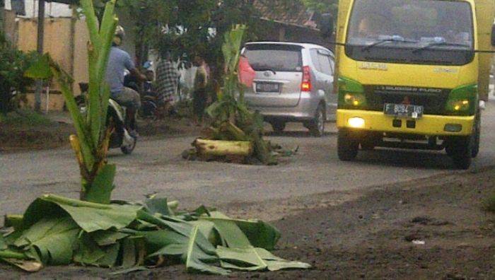 Sering Sebabkan Kecelakaan, Dua Jalan Raya di Nganjuk Ditanami Pohon Pisang Sering Sebabkan Kecelakaan, Dua Jalan Raya di Nganjuk Ditanami Pohon Pisang