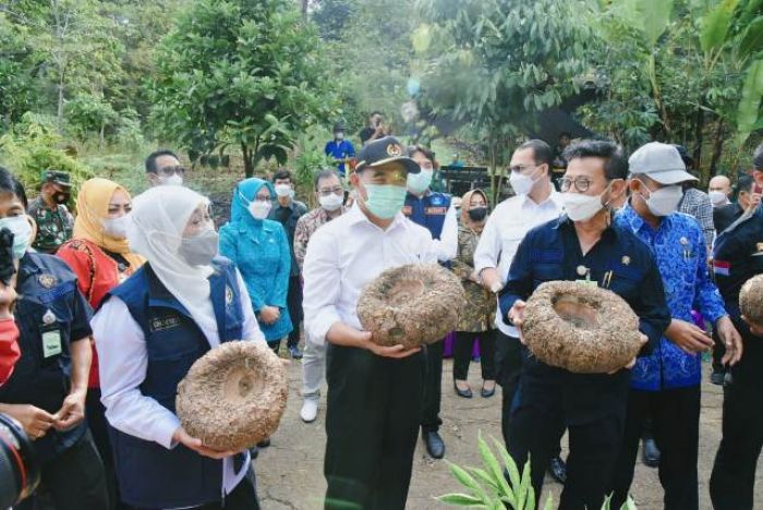 Diburu Banyak Negara, Gubernur Khofifah Larang Petani Jatim Ekspor Porang