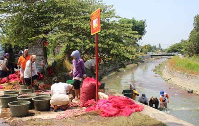 Gara-gara Cucian Bawang Merah, Sungai Desa Janti di Sidoarjo Tercemar, Ikan pada Teler Gara-gara Cucian Bawang Merah, Sungai Desa Janti di Sidoarjo Tercemar, Ikan pada Teler