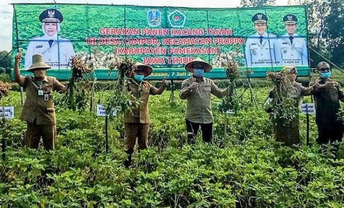 Wabup Pamekasan Bersama Kepala Distan Jatim Panen Kacang Tanah di Desa Campor