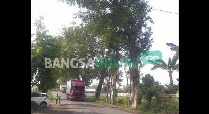 Dimakan Usia, Sejumlah Pohon di Pinggir Jalan Guyangan-Berbek Nganjuk Rawan Tumbang Dimakan Usia, Sejumlah Pohon di Pinggir Jalan Guyangan-Berbek Nganjuk Rawan Tumbang