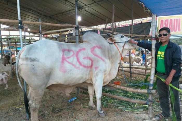 Pendiri RGS Kurban Sapi Juara Kontes Seberat 1 Ton Pendiri RGS Kurban Sapi Juara Kontes Seberat 1 Ton