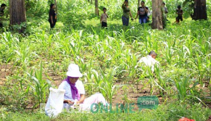 Warga Pinggiran Hutan Bojonegoro Panen Kepompong Ulat Jati