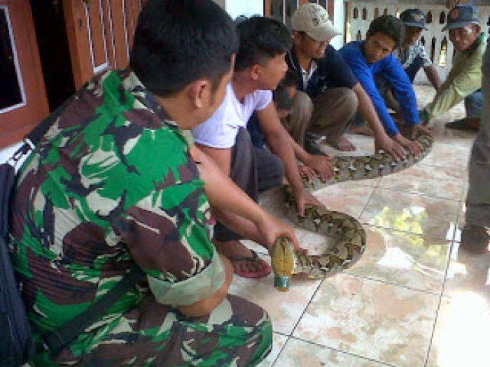 Ular Piton Gegerkan Kecamatan Puri Mojokerto Ular Piton Gegerkan Kecamatan Puri Mojokerto
