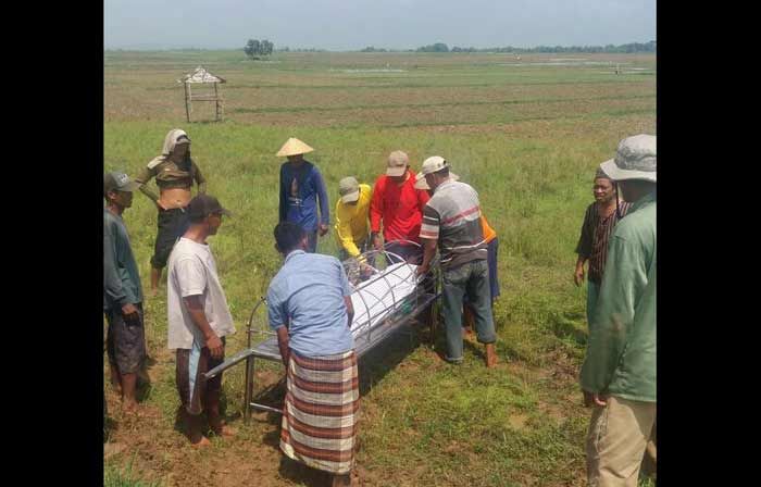 Petani di Senori Meninggal di Sawah saat Sedang Mencangkul