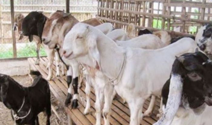 Tafsir Al-Isra 85: Satu Ekor Kambing untuk Satu Keluarga Tafsir Al-Isra 85: Satu Ekor Kambing untuk Satu Keluarga