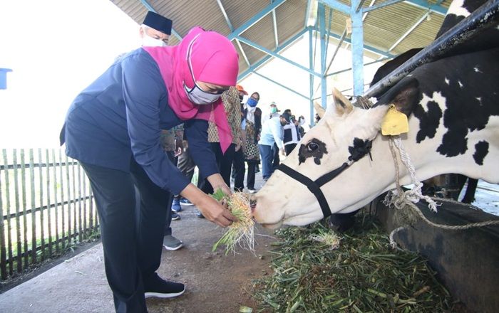 Khofifah Optimis KPSP Setia Kawan Nongkojajar Mampu Jadi Pusat Daging dan Susu Khofifah Optimis KPSP Setia Kawan Nongkojajar Mampu Jadi Pusat Daging dan Susu