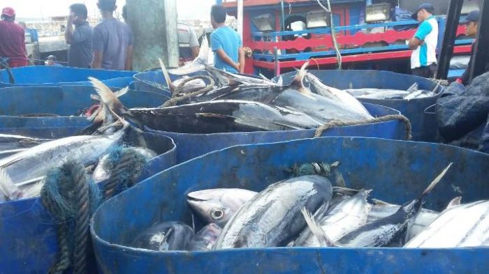 ​Cuaca Superekstrem, Tangkapan Ikan Nelayan Pacitan Merosot Tajam
