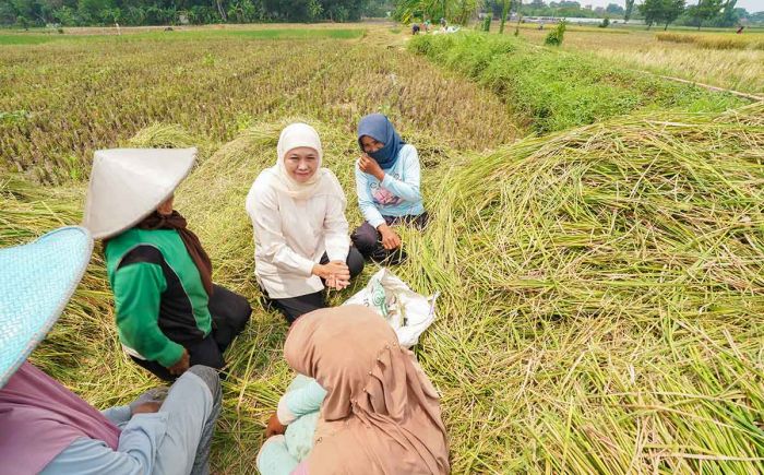 Panen Raya Padi di Desa Krajan, Khofifah Apresiasi LPPNU Kabupaten Pasuruan Panen Raya Padi di Desa Krajan, Khofifah Apresiasi LPPNU Kabupaten Pasuruan
